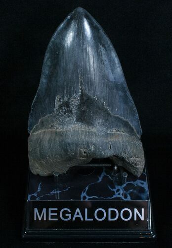 Lower Megalodon Tooth - Nice Serrations #6058